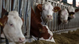 Toplanan inek s�t� miktar� �ubatta 877 bin 774 ton oldu