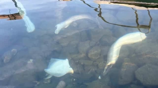 Trabzon kıyılarında köpek balığı hareketliliği arttı