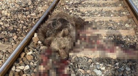 Tren yolu aylarn kabusu oldu