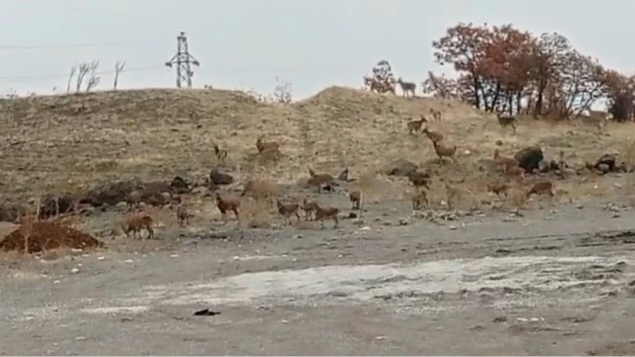 Tunceli'de da keisi srs grntlendi