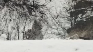 Tunceli'de kırmızı listedeki vaşak görüntülendi