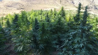 Tunceli'de ormanlk alanda kenevir yetitiren pheli yakaland