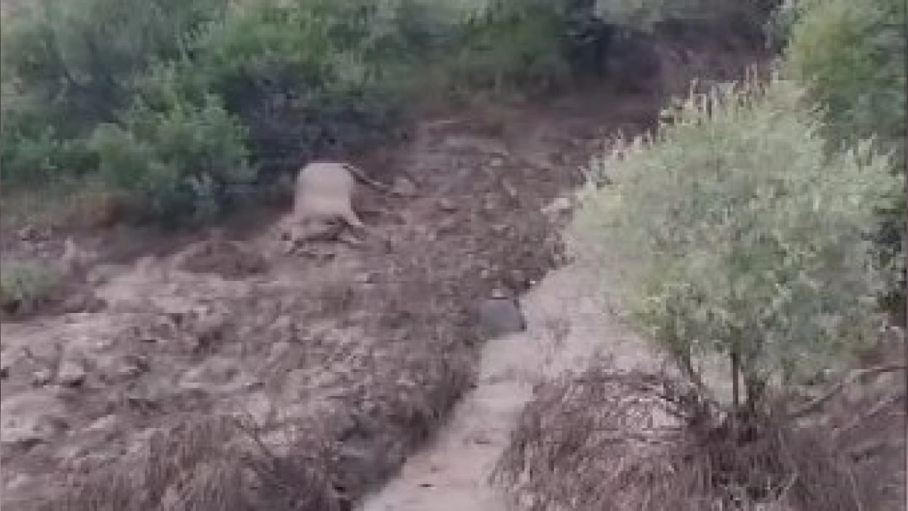 Tunceli'de yıldırım isabet eden 2 kişi yaralandı