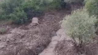 Tunceli'de yıldırım isabet eden 2 kişi yaralandı