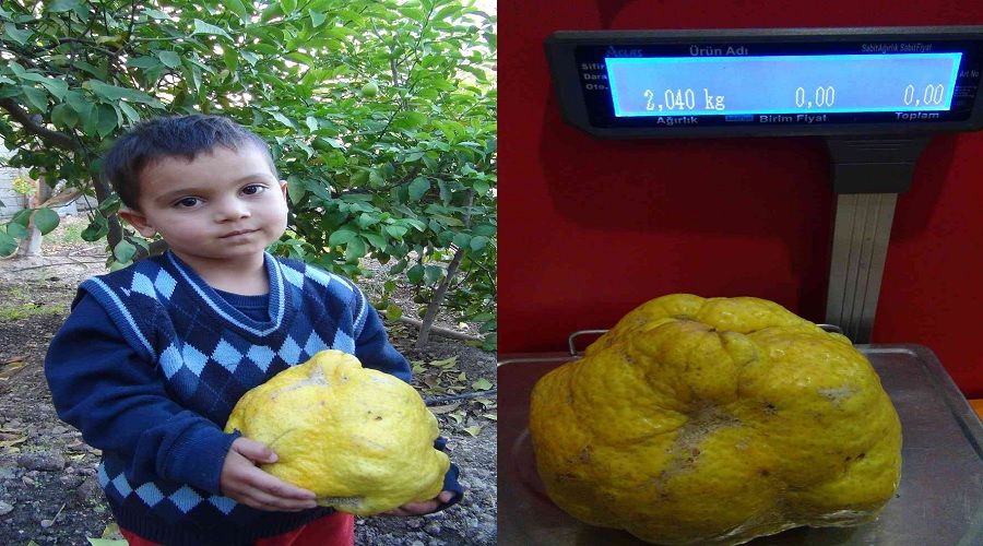 T�rkiye'nin en b�y�k limonu Silifke'de