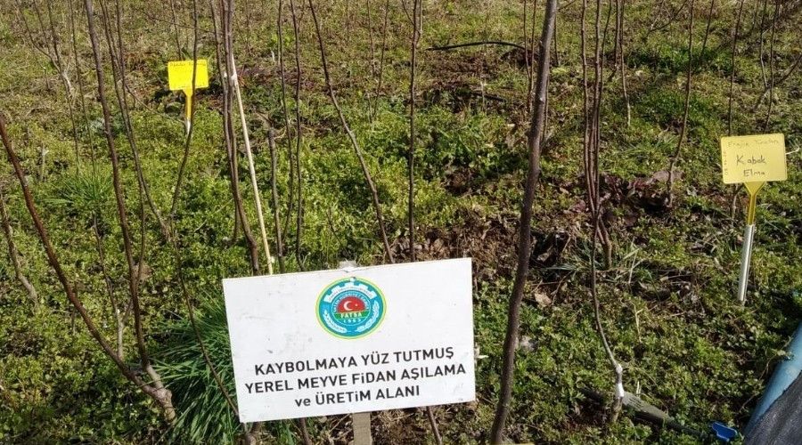 Unutulmaya y�z tutmu� meyveler yeniden ye�eriyor