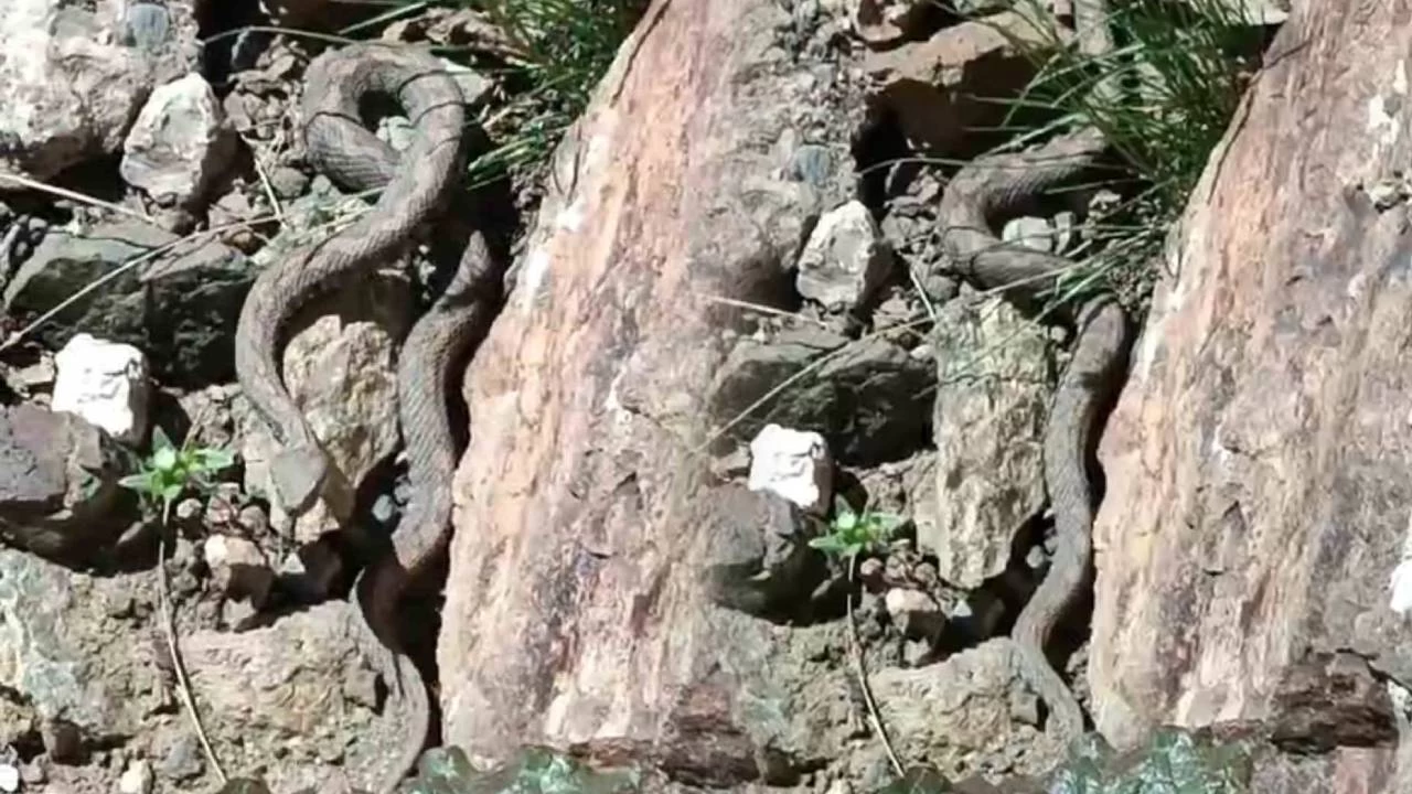 Van'da T�rkiye'nin en zehirli y�lan� g�r�ld�