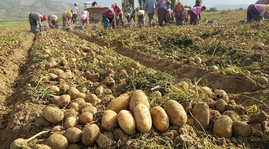 Yağışlı hava patates ekimlerini hızlandırdı