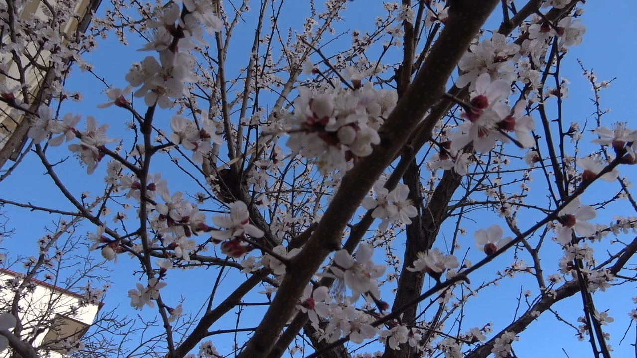 Yalanc� bahar kay�s� a�a�lar�n� erkenden �i�ek a�t�rd�