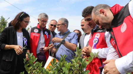 Yalova'da aronyada hasat sevinci