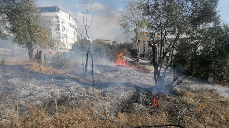 Yangında zeytin ağaçları zarar gördü