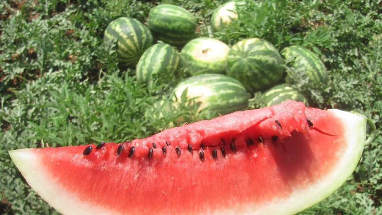 Yaz�n i�i, k���n d��� t�ketilen meyve