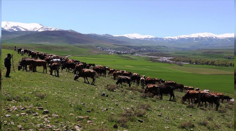  Yem fiyatlar� besiciyi zorluyor