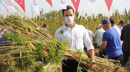 Yerli kenevir adayı 'Narlı'da ilk hasat