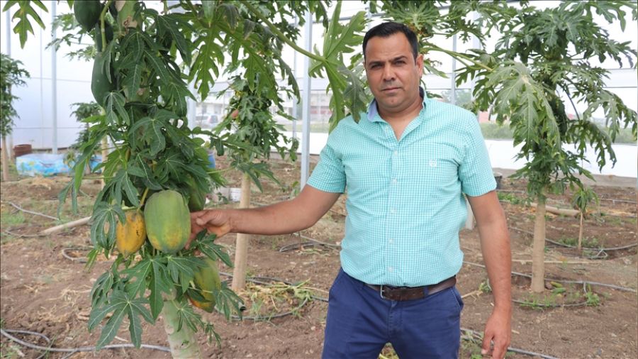Yerli papayaya ra�bet y�ksek
