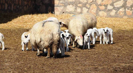 Yerli ve milli Bafra ırkı koyunlar beşiz yavruladı