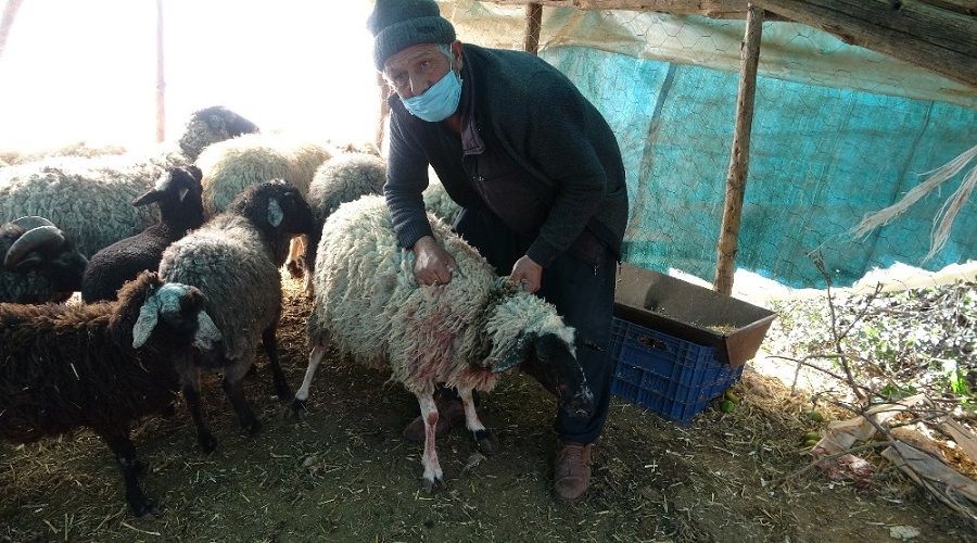 Yine Pitbull dehşeti