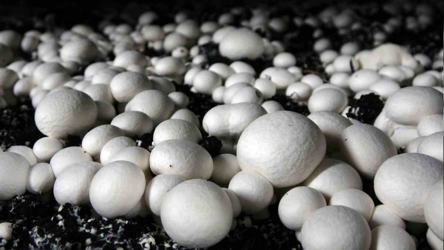 Yozgat'ta günde 500 kilo mantar üretiliyor