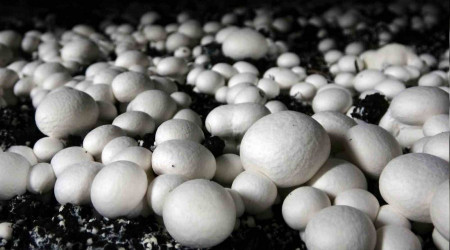 Yozgat'ta günde 500 kilo mantar üretiliyor