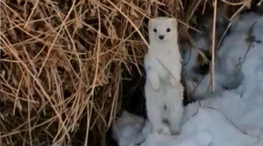 Yüksekova’da beyaz gelincik görüntülendi