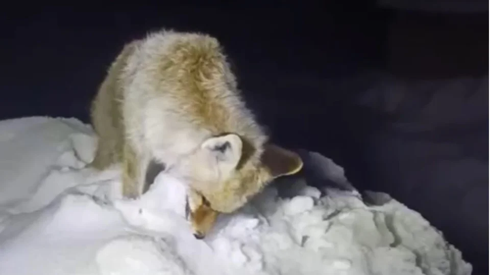 Y�ksekova'da tilki ayakta dondu