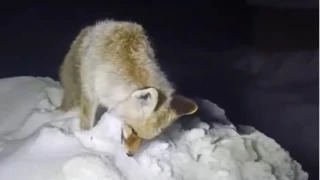 Y�ksekova'da tilki ayakta dondu