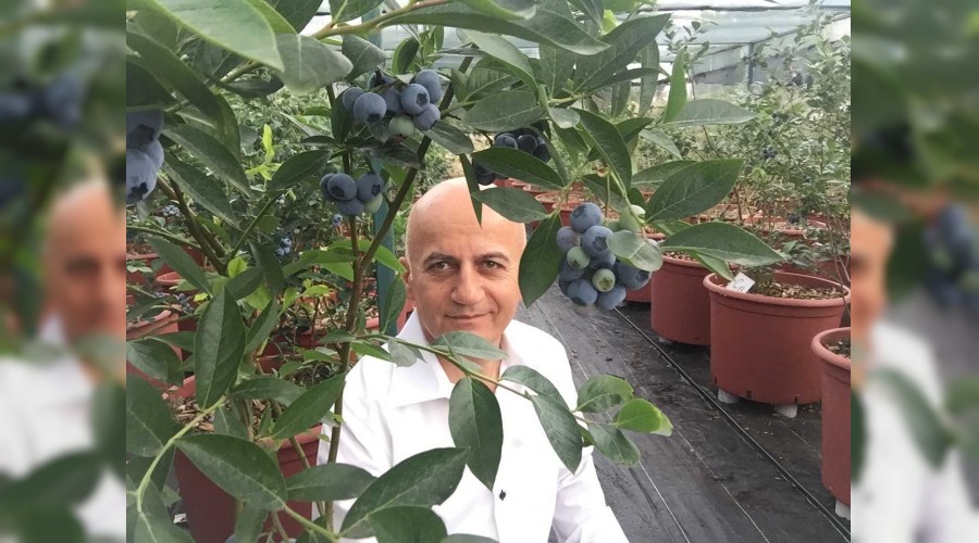 Yüzyılın meyvesi Türkiye'de de üretiliyor