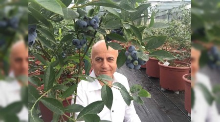 Yüzyılın meyvesi Türkiye'de de üretiliyor