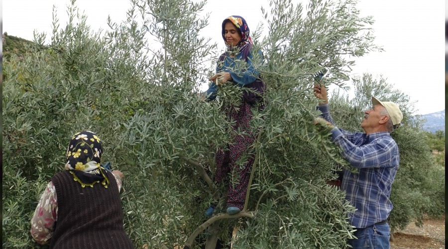 Zeytin, y�re halk�n�n umudu oldu