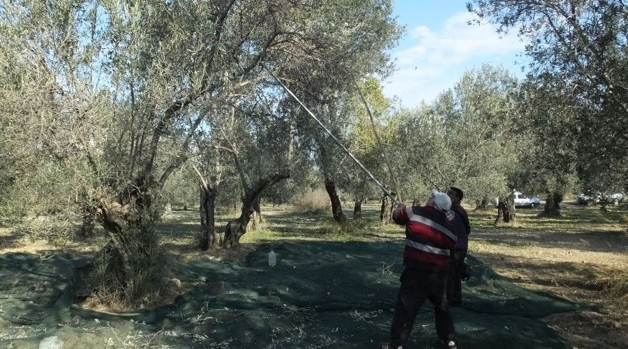 Zeytinlerde halkal� leke hastal��� m�cadelesi ba�lat�ld�