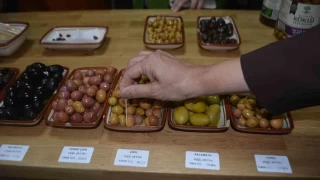 Zeytinyanda AB tescili iin abalar sryor