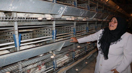 10 bin tavuğu telef oldu, ağıt yaktı