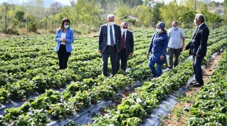 20 dekarda başladı 200 dekara ulaştı