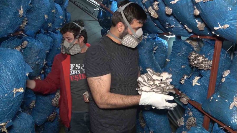 3 m�hendis istiridye mantar� �retiyor