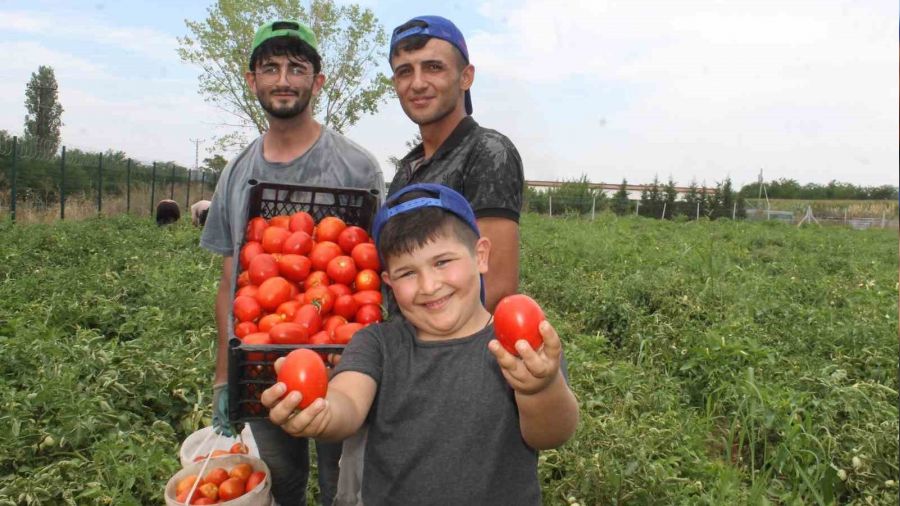 40 derece s�cakta domates hasad�