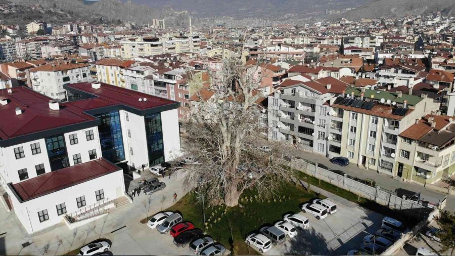 5 asırlık çınar ağacı koruma altına alındı