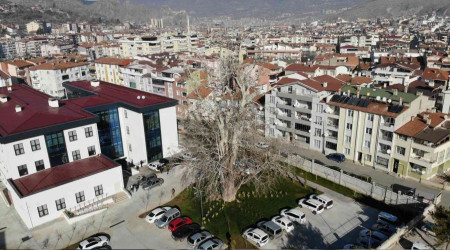 5 asırlık çınar ağacı koruma altına alındı
