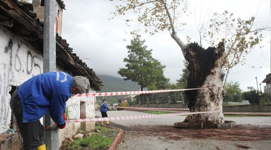 500 yılık çınar ağacı, kuvvetli yağışa dayanamadı