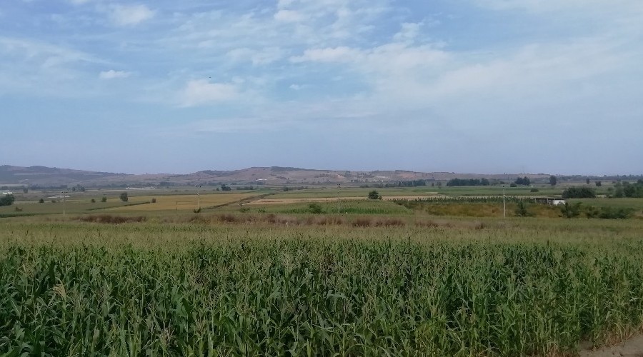 60 Bin dekar alanda yemlik bitki üretimi