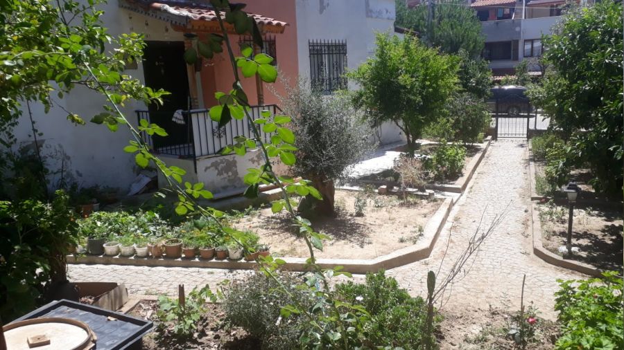 Aç tilkiler şehre indi