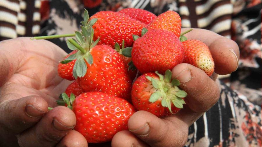 A��k alanda son hasat: Kilosu 50 liradan al�c� buluyor