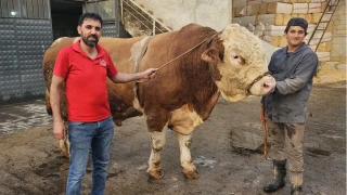A�r�'da 1 ton 190 kilograml�k bo�a 500 bin liraya sat�ld�