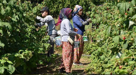 Ahududunun yüzde 97'si Bursa'dan