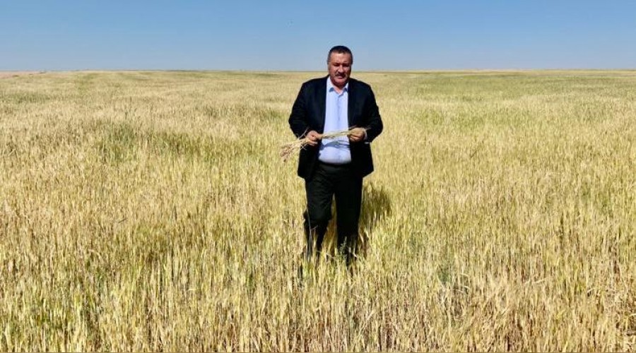 Ak Parti'li yıllarda 2 milyon hektar buğday alanı kayboldu