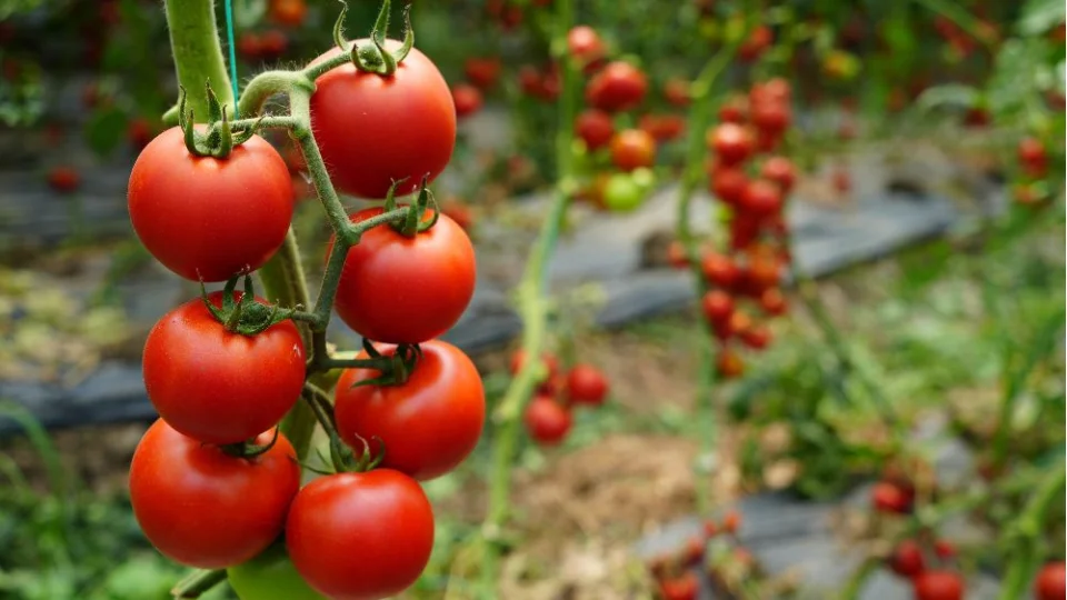 Aksu�nun bereketli envanteri: Neler yeti�iyor?