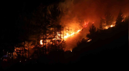 Alanya'daki yangnda 3 dekar alan zarar grd