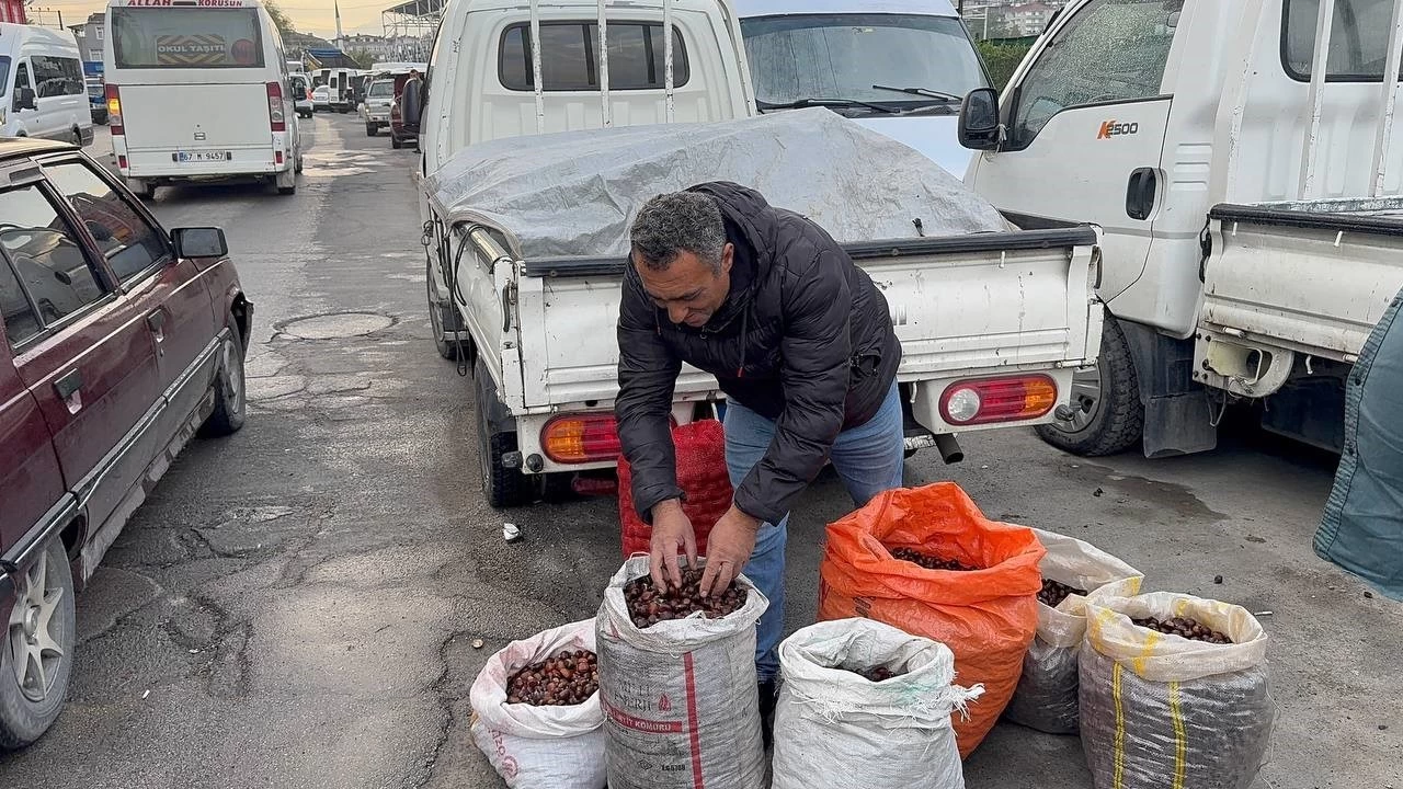 Alaplı'da kuraklık ve gal arısı istilası kuzu kestanesini vurdu
