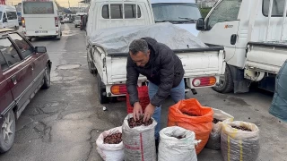 Alapl'da kuraklk ve gal ars istilas kuzu kestanesini vurdu