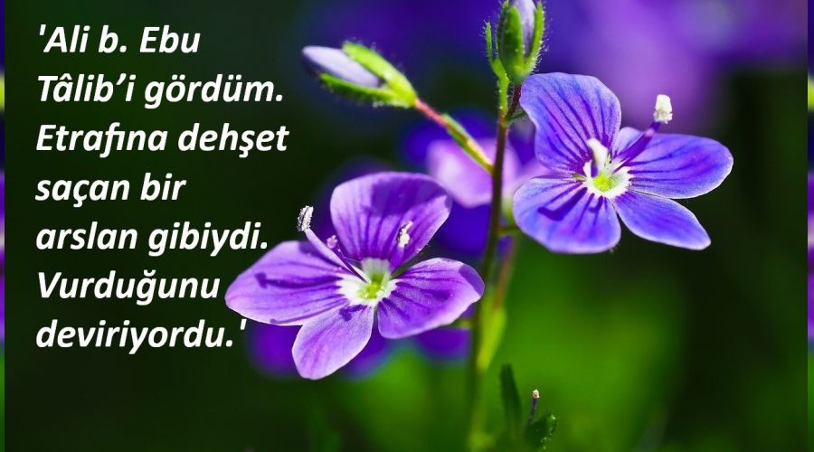 ‘Ali b. Ebu Tâlib’i gördüm’