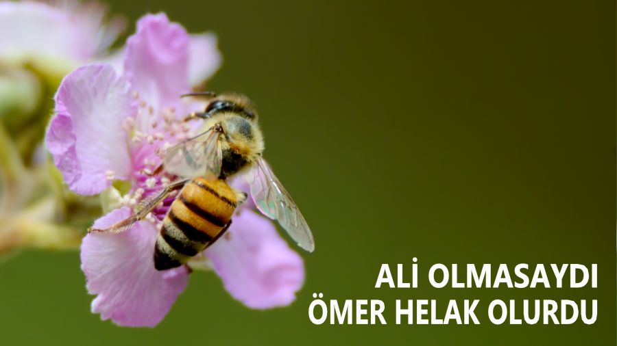 ‘Ali olmasaydı Ömer helak olurdu’